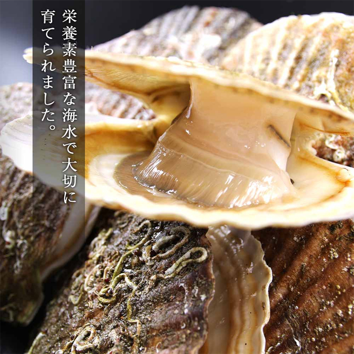 fleur　活ホタテ25枚 鮮魚通販［豊洲 Okawari 鮮魚店］活ホタテ 殻付きホタテ 中