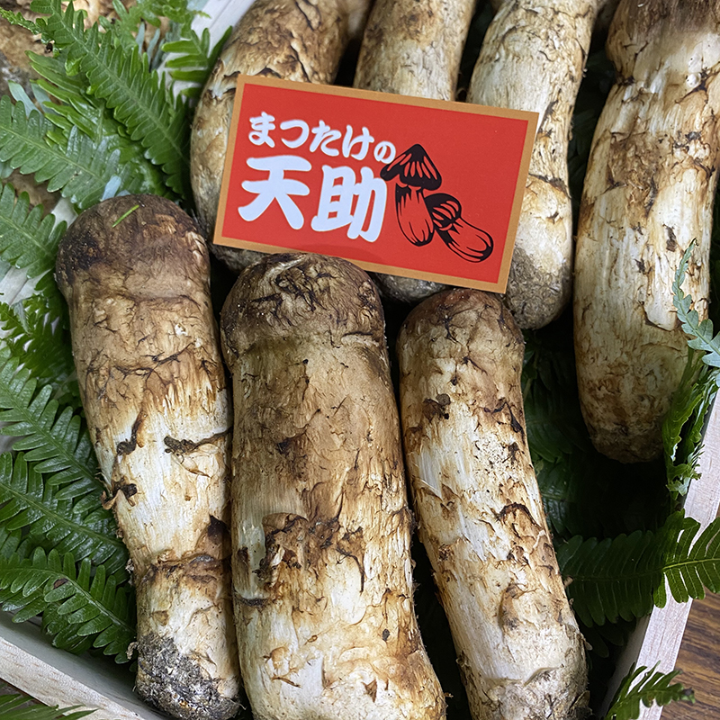 国産松茸 宮城県産 400g-