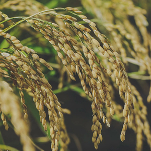 「玄米 ゆめぴりか5kg」特別栽培米産地直送＜帰山農園＞