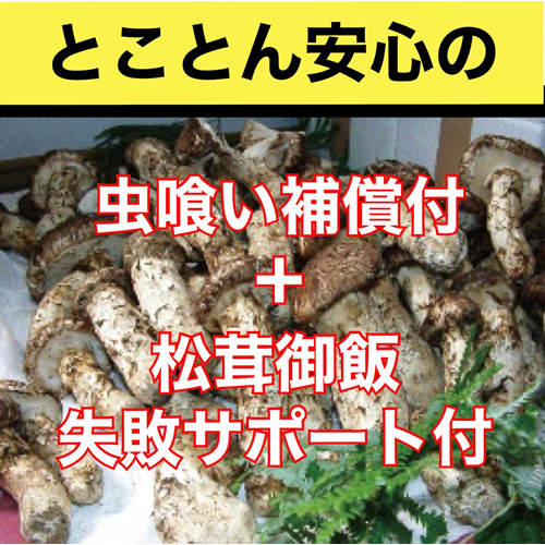 国産まつたけ 極上特撰つぼみ400g 限定 | G-Callショッピング