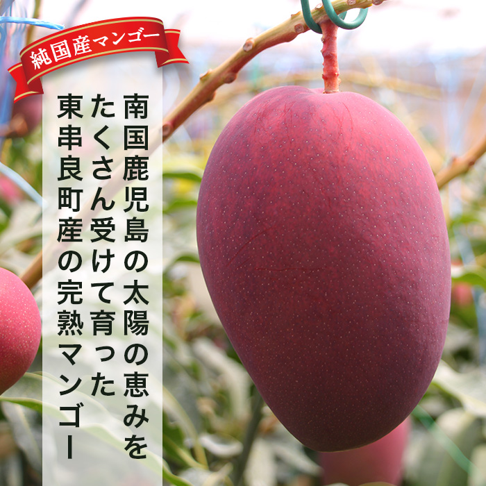 32ヤマシタマンゴー耐寒性 32ヤマシタマンゴー耐寒性