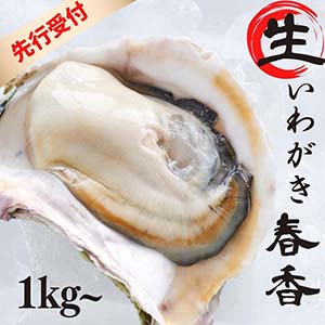 【先行予約】【期間限定】生のいわがき春香 Sサイズ6個 1kg〜1.4kg殻付き高級岩牡蠣
