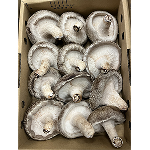 2�� A12��(��9.5cm����70g��12��)����