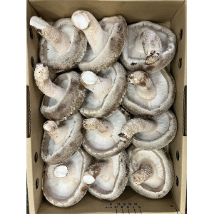 2�� ͥ12��(��9.5cm����75g��12��)����������