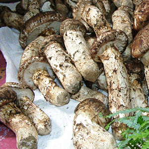 ギリムッドまつたけ（9/4まで） ギリムッドまつたけ（9/4まで） 食材詳細 | 業務用食材検索