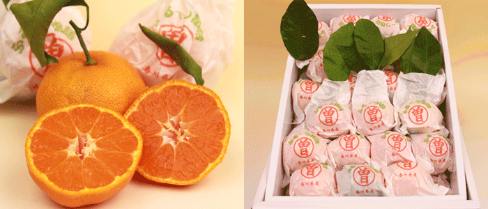 使用しない 香川県産 越冬完熟袋がけみかん≪ふるーつ物語≫ くだもの