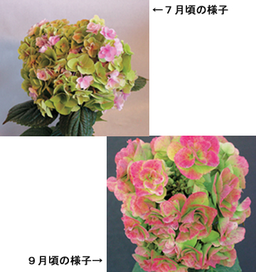 母の日 あじさい フェアリーアイ ピンク 花 植物 G Callショッピング