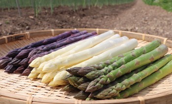 åȢ㥫ǥεؿ͢ۥ磻ȣ400g㥫ǥεҢ䥰꡼̣300g㥫ǥλܽѡץ룲/300g󣱣ˣ