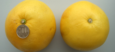 高知県戸波（へわ）産 土佐文旦（ご家庭用） | G-Callショッピング