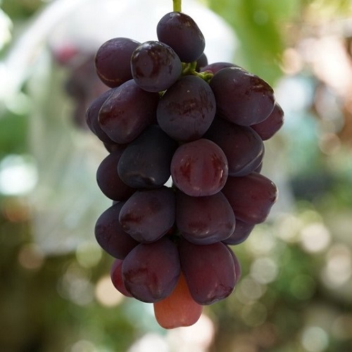 600gʾ1˼