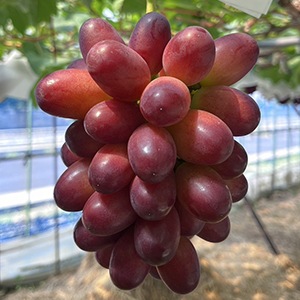 500g1˼