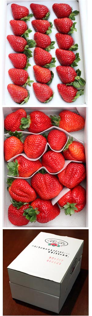 akf久保農園 akf久保農園 イチゴ（さちのか） | G-Callショッピング