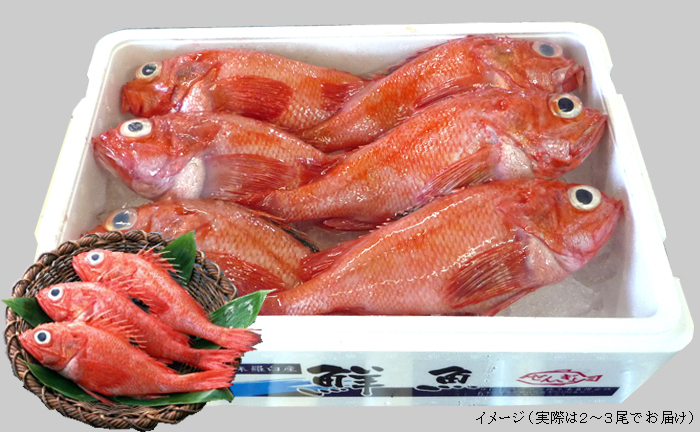知床直送 赤い宝石 喜知次 きちじ 魚介 G Call ショッピング 知床直送 赤い宝石 喜知次 きちじ 魚介 G Call ショッピング