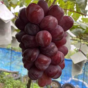 ���ʡ���1.4kg��2˼��3˼