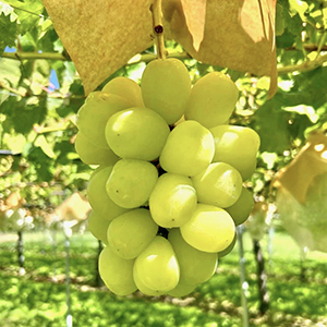 ��Х�����åȥ��󥰡�ͺ�����åȢ�600g�ʾ�߳�1˼