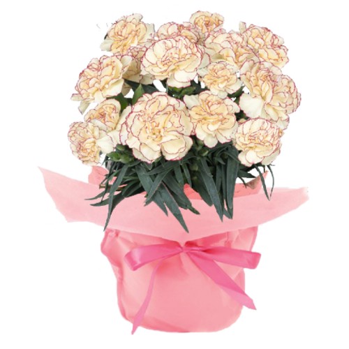 �ʥ������ȥ��åȥ��