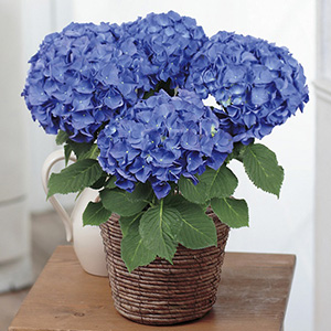 �ڻ�ľ�ۡ�99A985-0016��