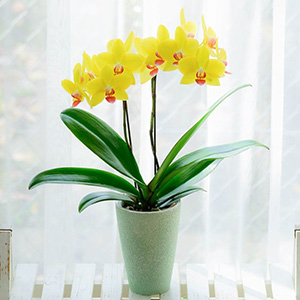 �ڻ�ľ�ۡ�99P469-0002��