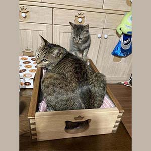 【大川家具】 猫箱（本総桐）　