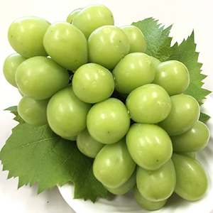 ٥åȡʥ㥤ޥåȡ֥å˳1˼550g~600g