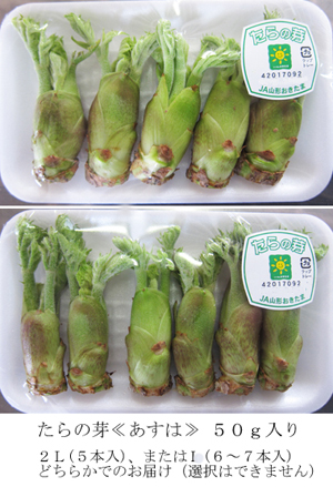 たらの芽　400g 中サイズ 楽天市場】徳島県産 タラの芽 Mサイズ 1パック（約50g） : 生鮮