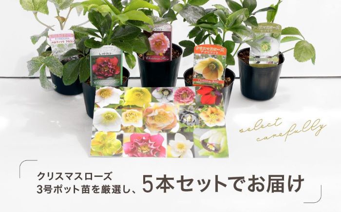 もーちゃさま専用 クリスマスローズ 小苗 セット - 植物/観葉植物