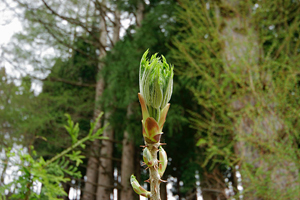 山形置賜産≪たらの芽≫ 野菜 | G-Callショッピング 山形置賜産≪たらの芽≫ 野菜 | G-Callショッピング
