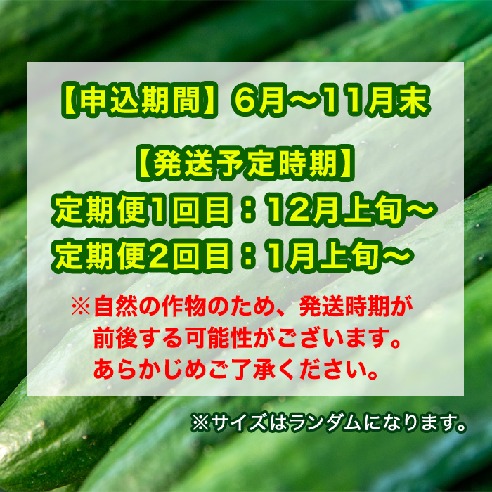 訳あり・規格外】牧内農園の白いぼきゅうり(2.5kg×定期便2回) ｜ G