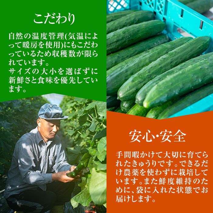 訳あり・規格外】牧内農園の白いぼきゅうり(2.5kg×定期便2回) ｜ G