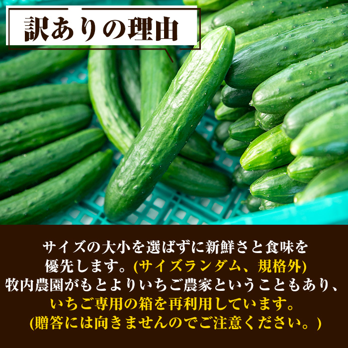 森のきゅうりさま依頼資料 訳あり・規格外】牧内農園の白いぼきゅうり(2.5kg×定期便2回) ｜ G