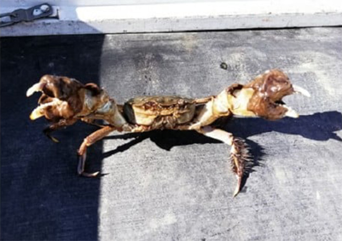 天然モクズガニ（生きたまま発送） ｜ G-Call ふるさと納税