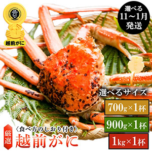 ڤͤȤ建۱襤ˡ111ȯ