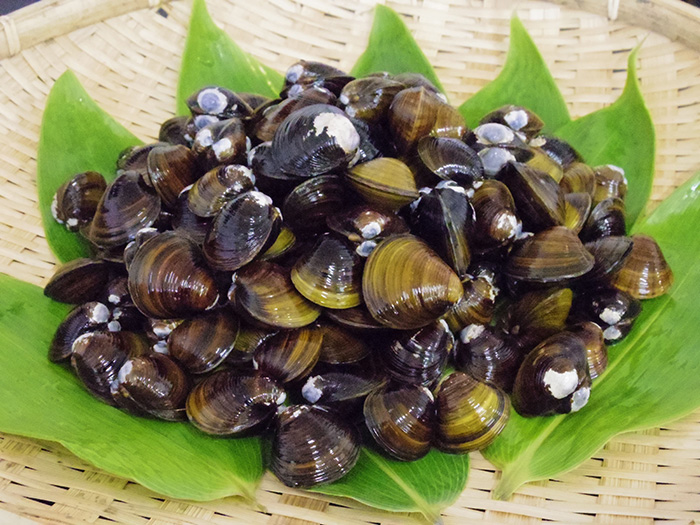 しじみ 網走湖産＞天然大和しじみ 1kg (250g×4パック) ｜ G-Call ふるさと納税