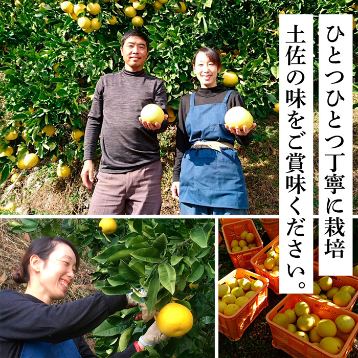 土佐の柑橘 土佐文旦 5kg詰め合わせ （皮むき機）付き ｜ G-Call