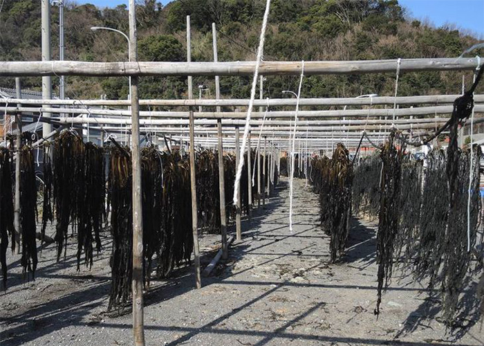 ふるさと納税 紀州衣奈産 乾燥わかめ 150g×5パック(2024年産) 和歌山県古座川町 紀州衣奈産 乾燥わかめ 150g×5パック(2025年産)sml116B - 和歌山県