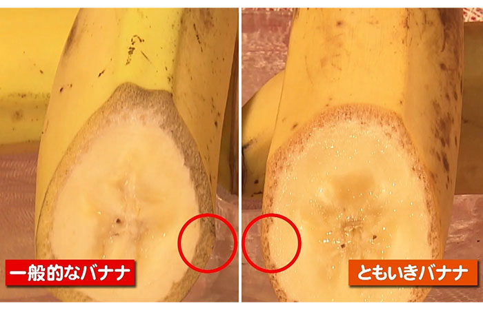 平均糖度25度以上皮ごと食べられる「ともいき伊勢バナナ」 ｜ G-Call