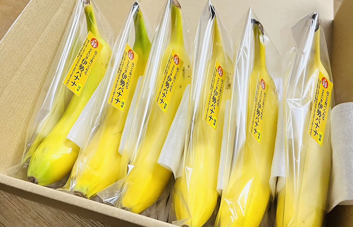 iomari◆絶対糖度の頂点 260cm来年収穫用、　マッサンバナナ 平均糖度25度以上皮ごと食べられる「ともいき伊勢バナナ」 ｜ G-Call