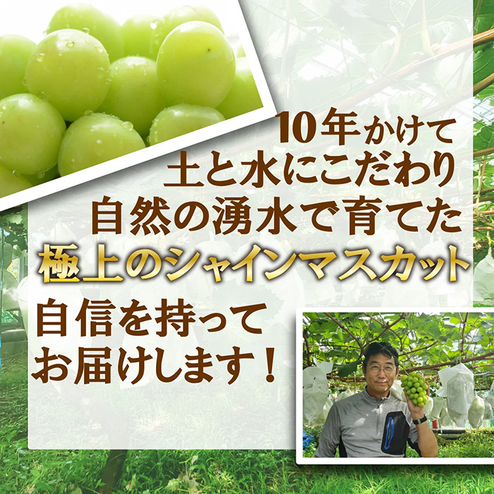 シャインマスカット 約1.2kg 2房 ｜ G-Call ふるさと納税