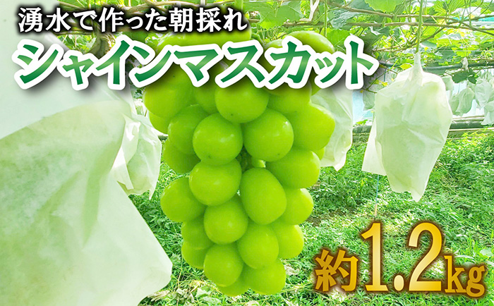 シャインマスカット 約1.2kg 2房 ｜ G-Call ふるさと納税