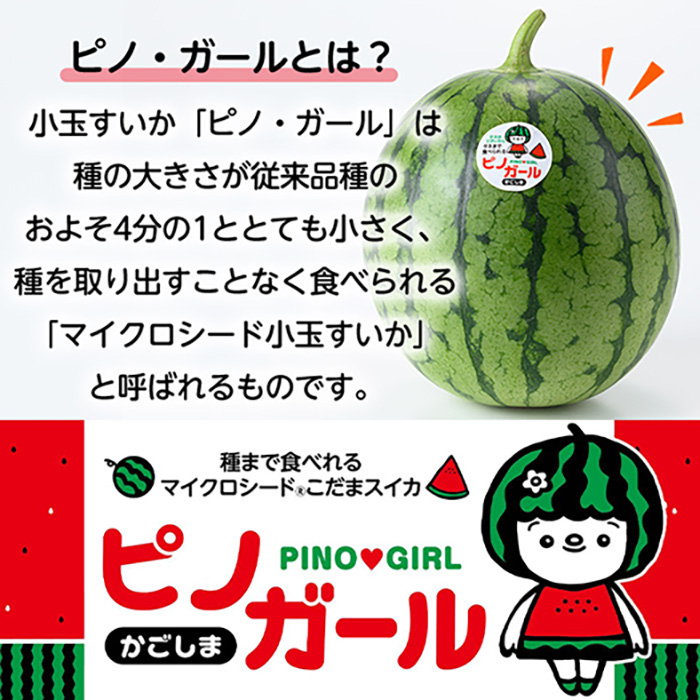 ③５９００円・４玉・注文受付中・第３弾・ピノガール「小玉スイカランキング第１位」 5900円・4玉・注文受付中・第3弾・ピノガール「小玉スイカ