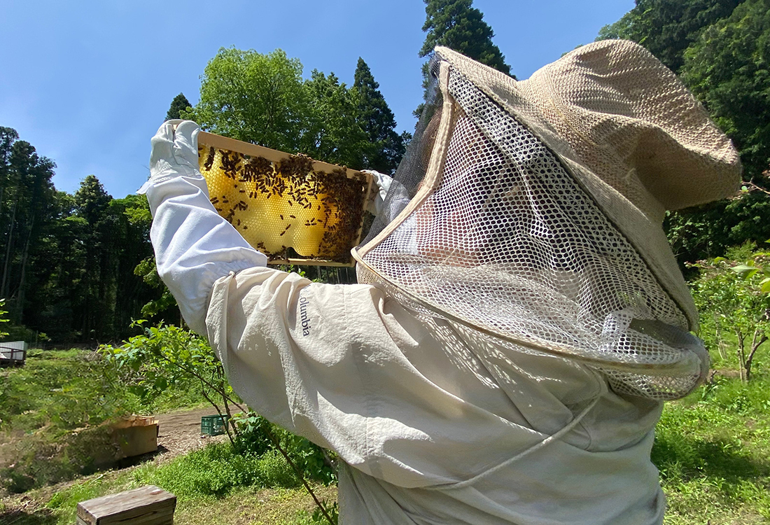 Honeywoolly