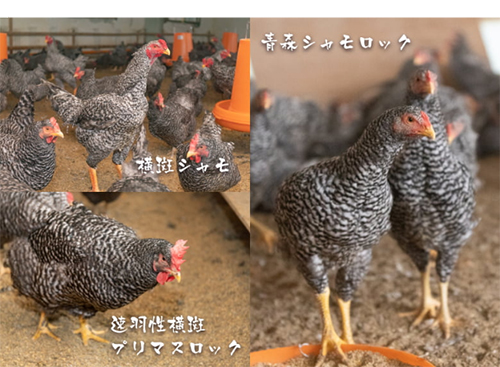 屋号説明