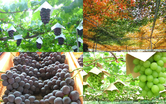 屋号説明