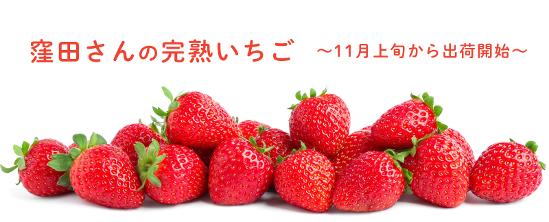 窪田さんのいちご