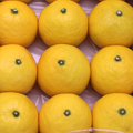 宮崎産 日向夏