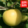 津軽ゆめりんごファーム
<br>≪葉取らずサン トキ≫