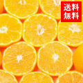 愛媛中島のみかん