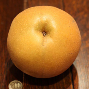 ڸˤä