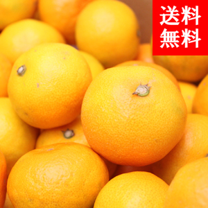 JA紀南ブランドみかん
<br>≪天≫
