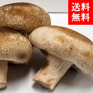 绺껺
<br>ڤꤷ